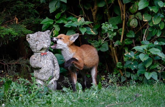 Cachorros de zorro urbano explorando el jardín