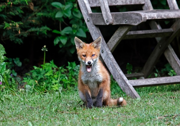 Cachorros de zorro urbano en el jardín