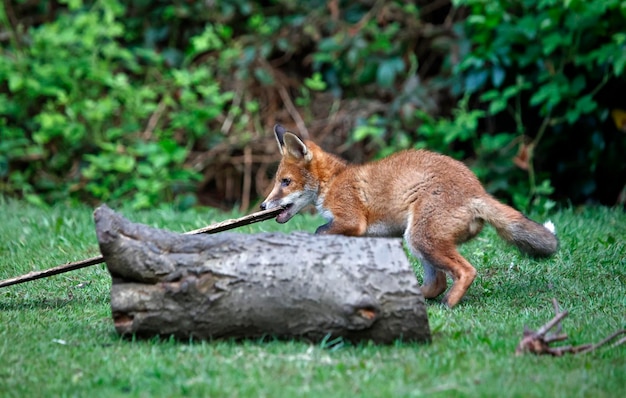 Cachorros de zorro urbano en el jardín