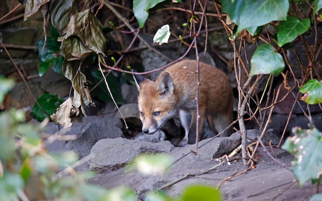 Cachorros de zorro urbano saliendo de su guarida para explorar el jardín