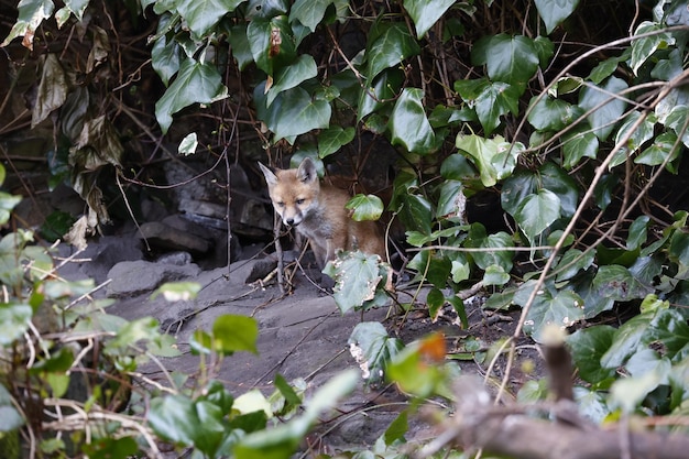 Cachorros de zorro urbano saliendo de su guarida para explorar el jardín