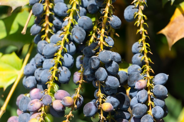 Cachos de bagas de mahonia azul