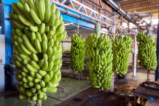 Cachos de banana em uma indústria de embalagens.