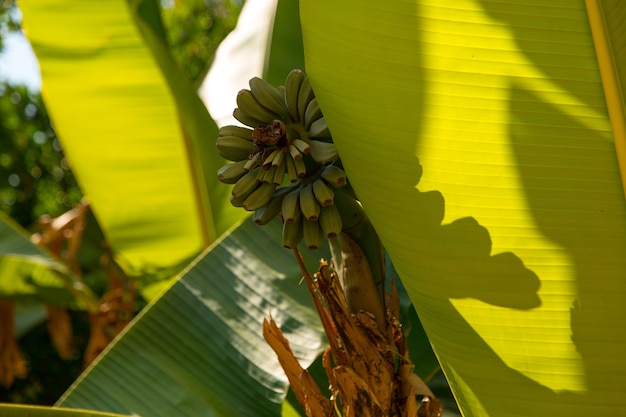 Cachos de bananas em uma árvore, bananas silvestres em uma palmeira.