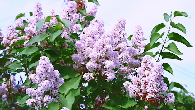 Cachos de flores lilás de cor violeta no arbusto lilás florescendo com folhas verdes Luxuriantes flores rosa roxas no arbusto syringa balançam pelo vento no jardim da primavera Fundo floral da primavera