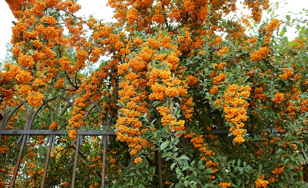 Cachos de frutos de plantas de cobertura de firethorn laranja (Pyracantha)