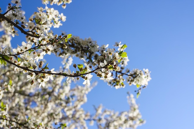 Cachos de macieira em flor com flores brancas sobre fundo de céu azul. Detalhes da natureza da primavera.