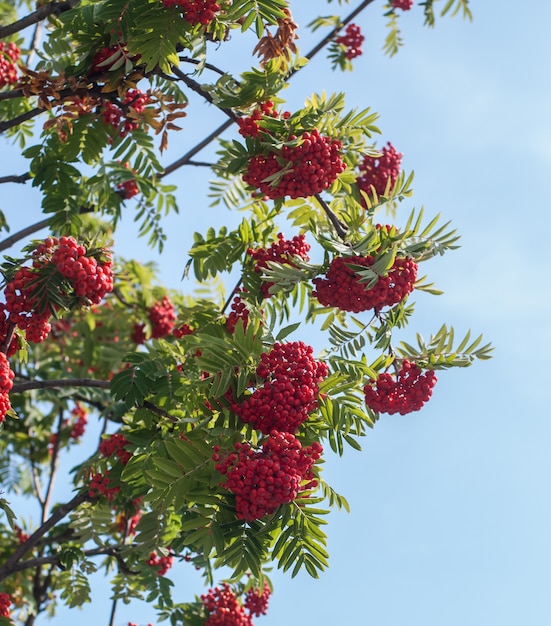 Cachos de sorveira vermelha contra o céu azul