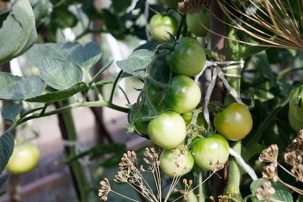 cachos de tomates em um arbusto no jardim iluminado pelo sol