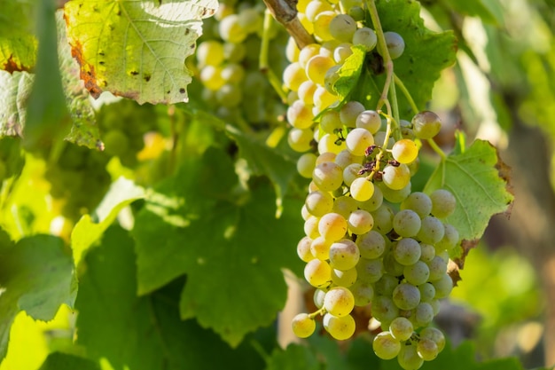 Cachos de uva branca madura em um vinhedo no verão. Boa colheita para prosecco ou espumante.