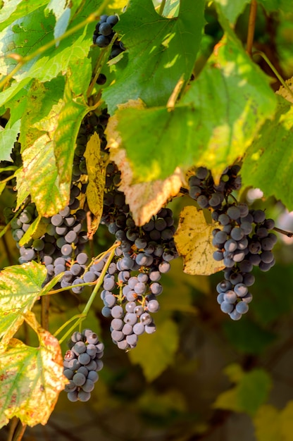 Cachos de uvas azuis na videira