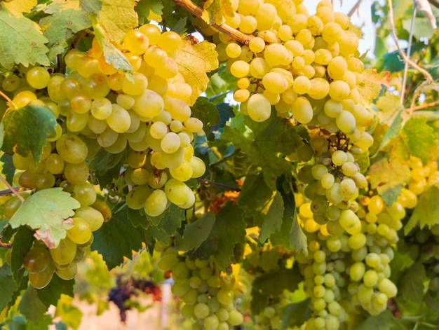 Cachos de uvas brancas amadurecem sob o sol suave do verão na Grécia