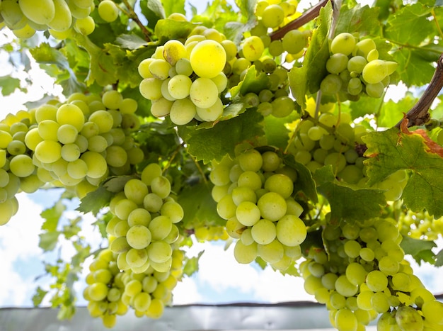 Cachos de uvas brancas amadurecem sob o sol suave do verão na ilha grega de Evia, na Grécia