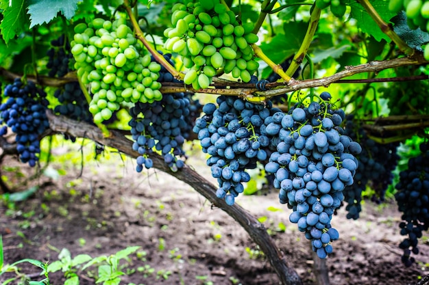 Cachos de uvas brancas e roxas na videira no jardim. Uvas suculentas maduras frescas fecham