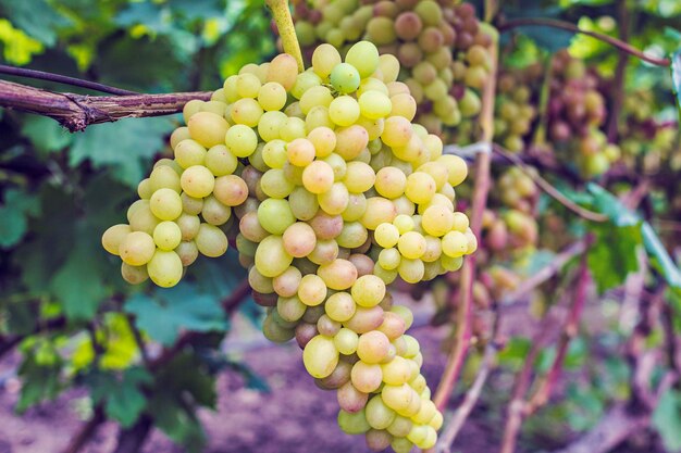 Cachos de uvas brancas na videira no jardim. Uvas suculentas maduras frescas fecham, tempo de colheita
