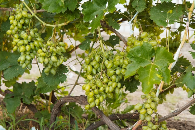 Cachos de uvas brancas verdes em um arbusto