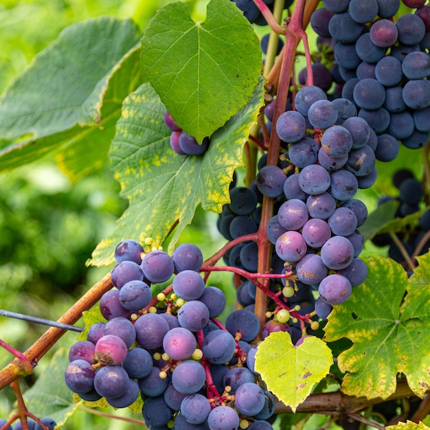 Cachos de uvas em um vinhedo