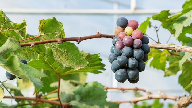 Cachos de uvas maduras em um vinhedo