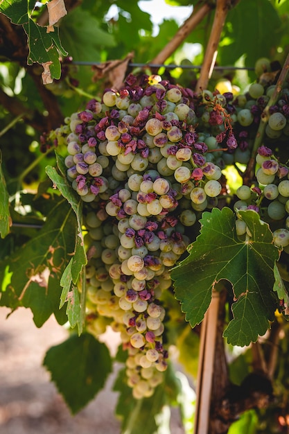 Cachos de uvas na videira