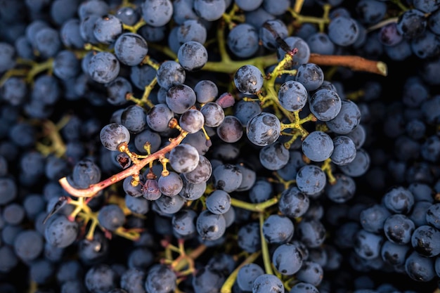 Cachos de uvas orgânicas maduras frescas no início do outono na Espanha