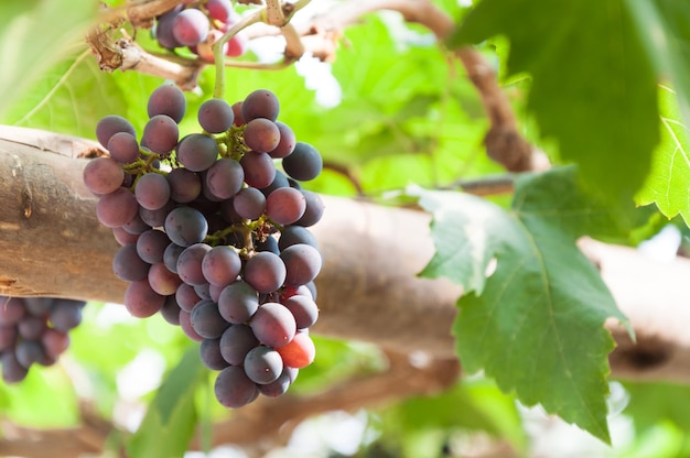 Cachos de uvas para vinho penduradas na videira com folhas verdes no jardim