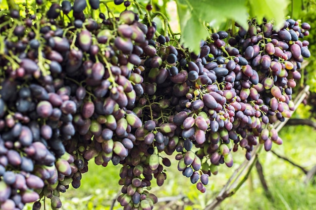 Cachos de uvas roxas na videira no jardim. Uvas suculentas maduras frescas fecham, tempo de colheita