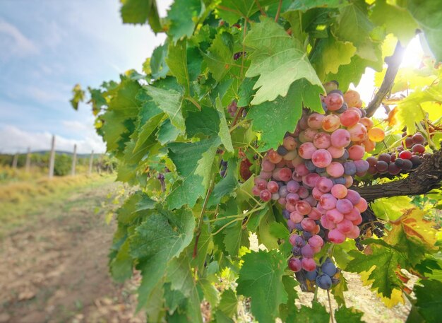 Cachos de uvas vermelhas na videira