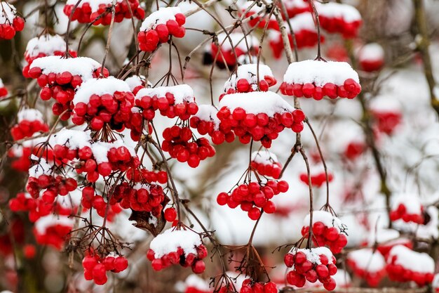 Cachos de viburnum coberto de neve no mato