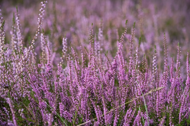 Cachos exuberantes de urze em flor, prado selvagem