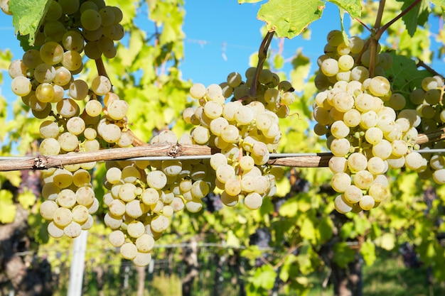 cachos maduros de uvas moscatel brancas estão pendurados na videira no fundo de um vinhedo verde