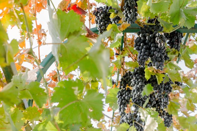 Cachos maduros de uvas pretas na videira ao ar livre. colheita de uvas de outono em vinhedo para vinificação.