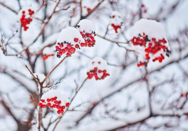 Cachos vermelhos de rowan cobertos de neve