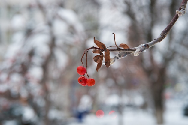 Cachos vermelhos de sorveira cobertos com a primeira neve. Fundo de inverno. Paisagem do inverno com Rowan vermelho brilhante coberto de neve. Filial de Rowanberry. Bagas de cinzas vermelhas na neve. bagas vermelhas de inverno.