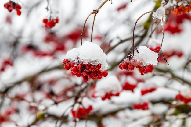 Cachos vermelhos de viburnum na neve
