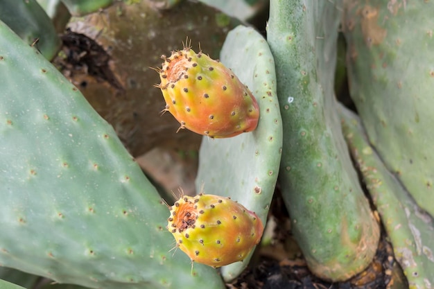 Cactaceae Opuntia peras espinhosas cacto frutas e