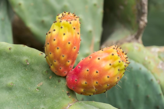 Cactaceae Opuntia tunas cactus fruitand