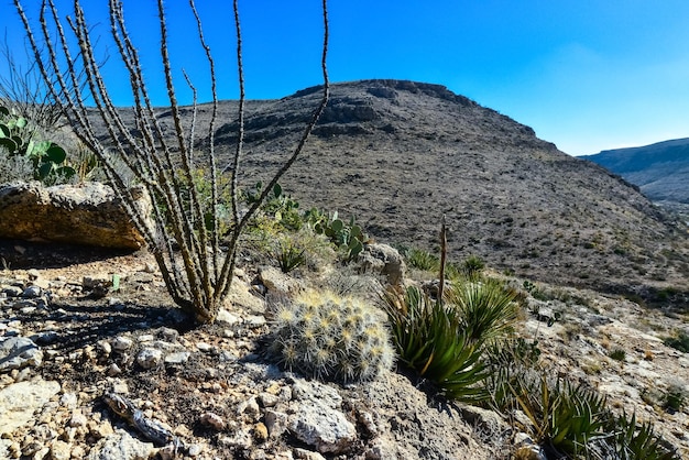 Foto cacti echinocereus sp e opuntia yucca agaves e outras plantas do deserto