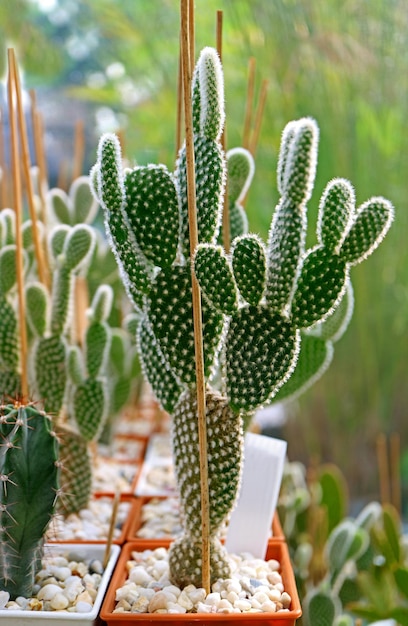 Cacto adorável de orelhas de coelho em vaso ou Opuntia Microdasys no jardim