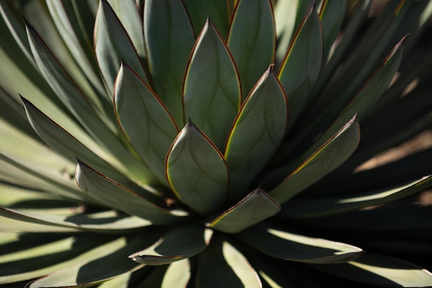 Cacto Agave. Cenário de cacto, desenho de cactos ou padrão de cactáceas.