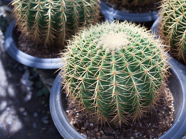 Cacto cereus hexagonus