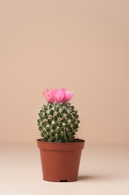Cacto com flor em uma panela marrom. Cacto em flor na superfície rosa com espaço de cópia