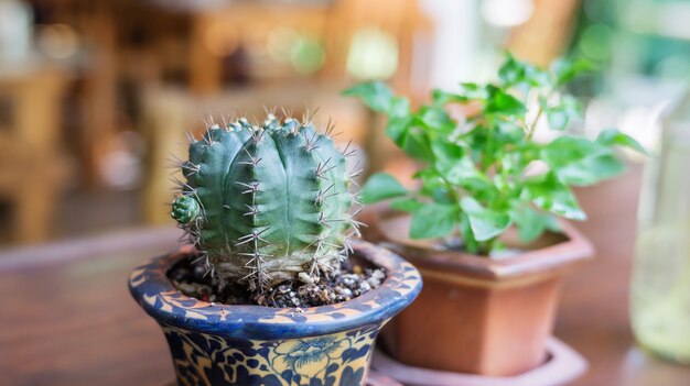 Cacto com uma pequena planta em um jardim para decoração