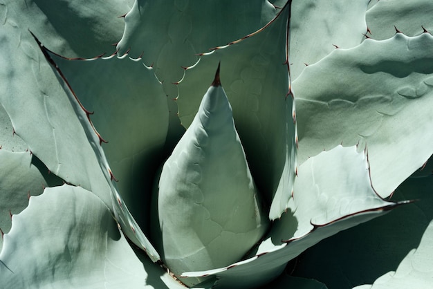 Cacto de agave close-up de cacto em cactos do deserto ou padrão de cactáceas