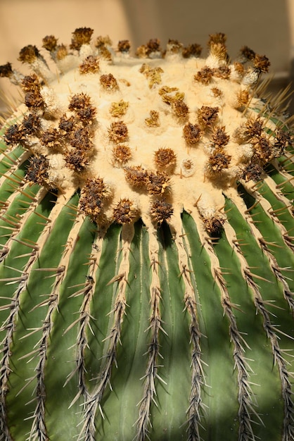 Cacto de barril de ouro gigante viznaga ou biznaga de dulce maior cacto de barril nativo do centro do México