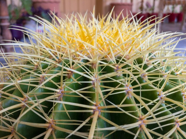 Cacto de barril dourado Echinocactus grusonii com pontas amarelas fechadas