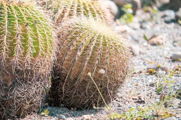 Cacto de barril dourado (echinocactus grusonii) em um jardim de sequeiro, close-up