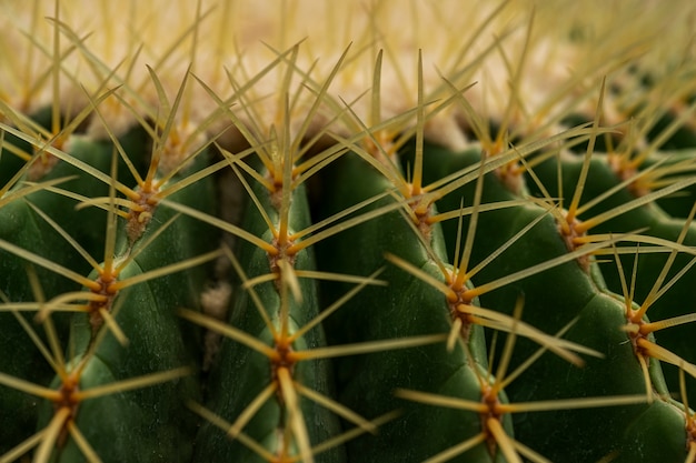 Cacto de Echinocactus Grusonii.