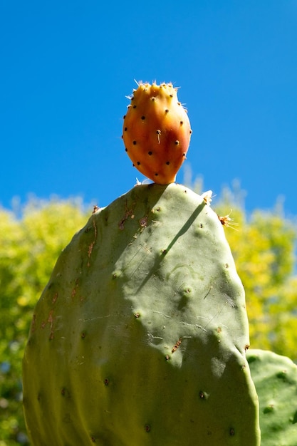 Cacto de pera espinhosa fecha com frutas na cor vermelha