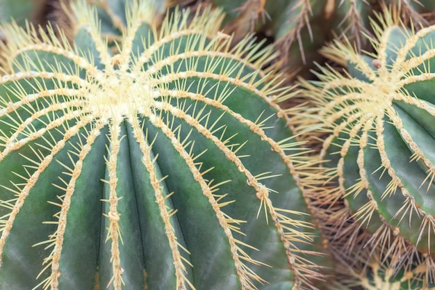 Cacto de tambor dourado, echinocactus grusonii planta, closeup