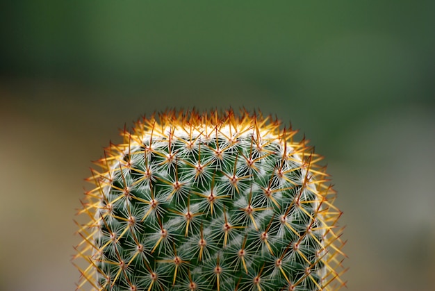 Cacto do close up com fundo preto borrado.